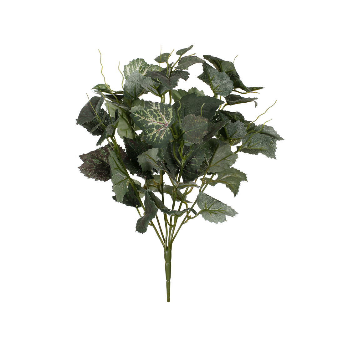 471636-19.jpg MATA HOJA BEGONIA