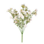 R.CALANCHOE OTOÑAL