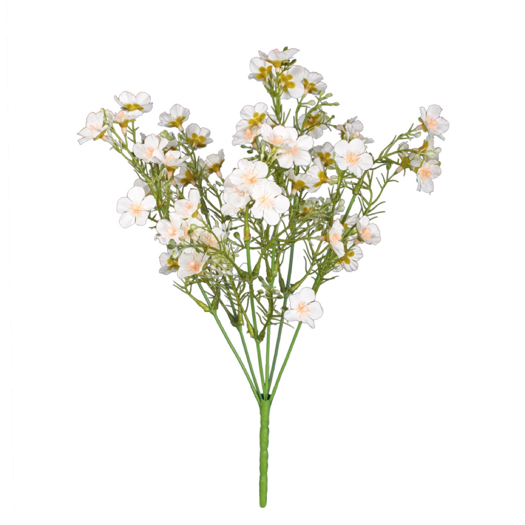 482991-0.jpg R.CALANCHOE OTOÑAL