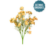 R.CALANCHOE OTOÑAL