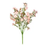 R.CALANCHOE OTOÑAL