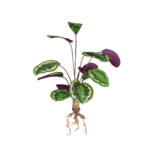 MATA DIEFEMBACHIA
