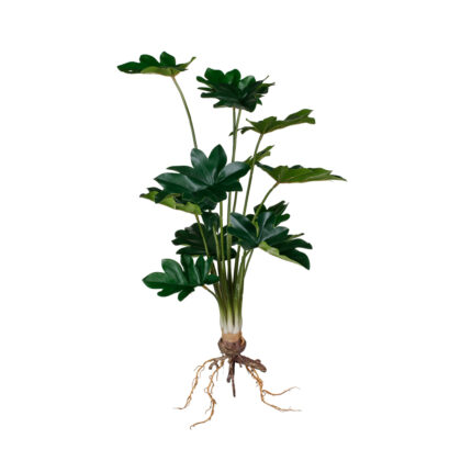 MATA RAICES PHILOLENDRO TROPICAL