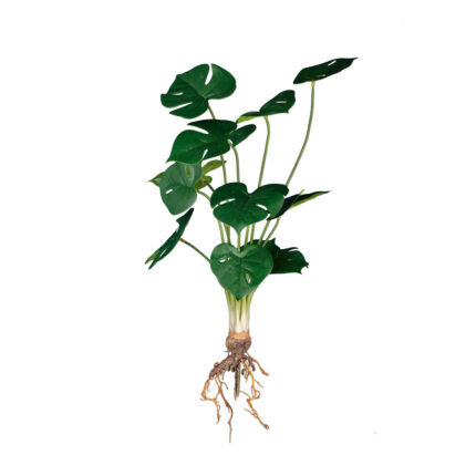 MATA RAICES HOJA COSTILLA