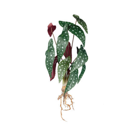 MATA RAICES BEGONIA LUNARES