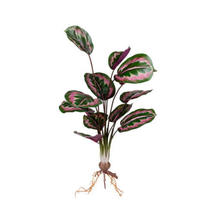 MATA RAICES HOJA CALATHEA