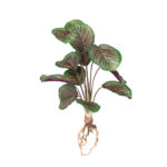 MATA CALADIUM *BURDEOS