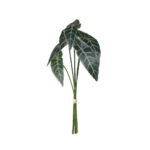 POMO ALOCASIA