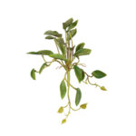 MATA MINI HOJA FICUS