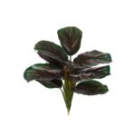 MATA CALATHEA ORBIFOBIA S