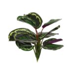 MATA CALATHEA ORBIFOBIA S