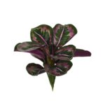 MATA CALATHEA ORBIFOBIA S