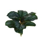 MATA CALATHEA ORBIFOBIA S
