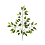 POMO HOJA FICUS X12