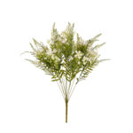 R.FILIPENDULA