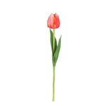 TULIPAN