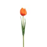 TULIPAN