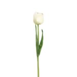 TULIPAN
