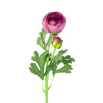 V.RANUNCULO X2 TACTO NATURAL *FUXIA