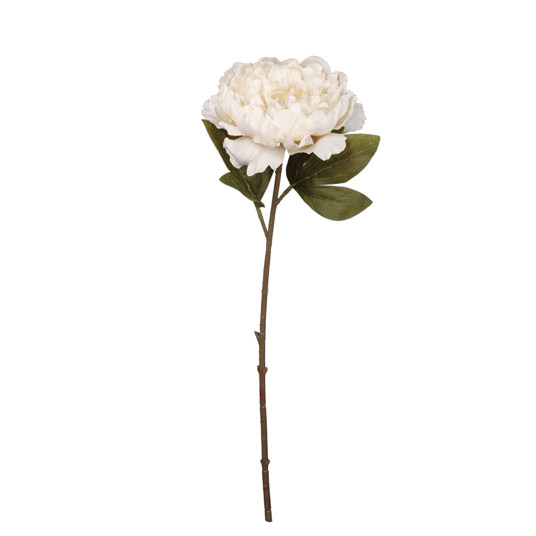 7042-0.jpg V.PEONIA ABIERTA OTOÑAL