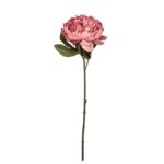 V.PEONIA ABIERTA OTOÑAL