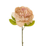 V.PEONIA ABIERTA OTOÑAL