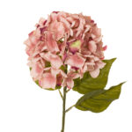VARA HORTENSIA GRD OTOÑAL