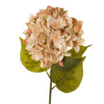 VARA HORTENSIA GRD OTOÑAL