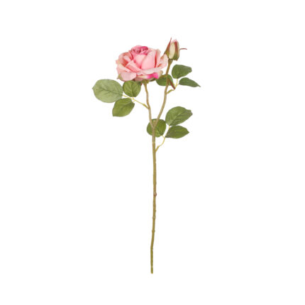 V.ROSA SOFIA