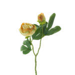 V.PEONIA CERRADA DRY