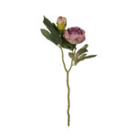 V.PEONIA CERRADA DRY