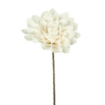 ZINNIA FOAM