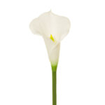 CALA (11908) *BLANCO