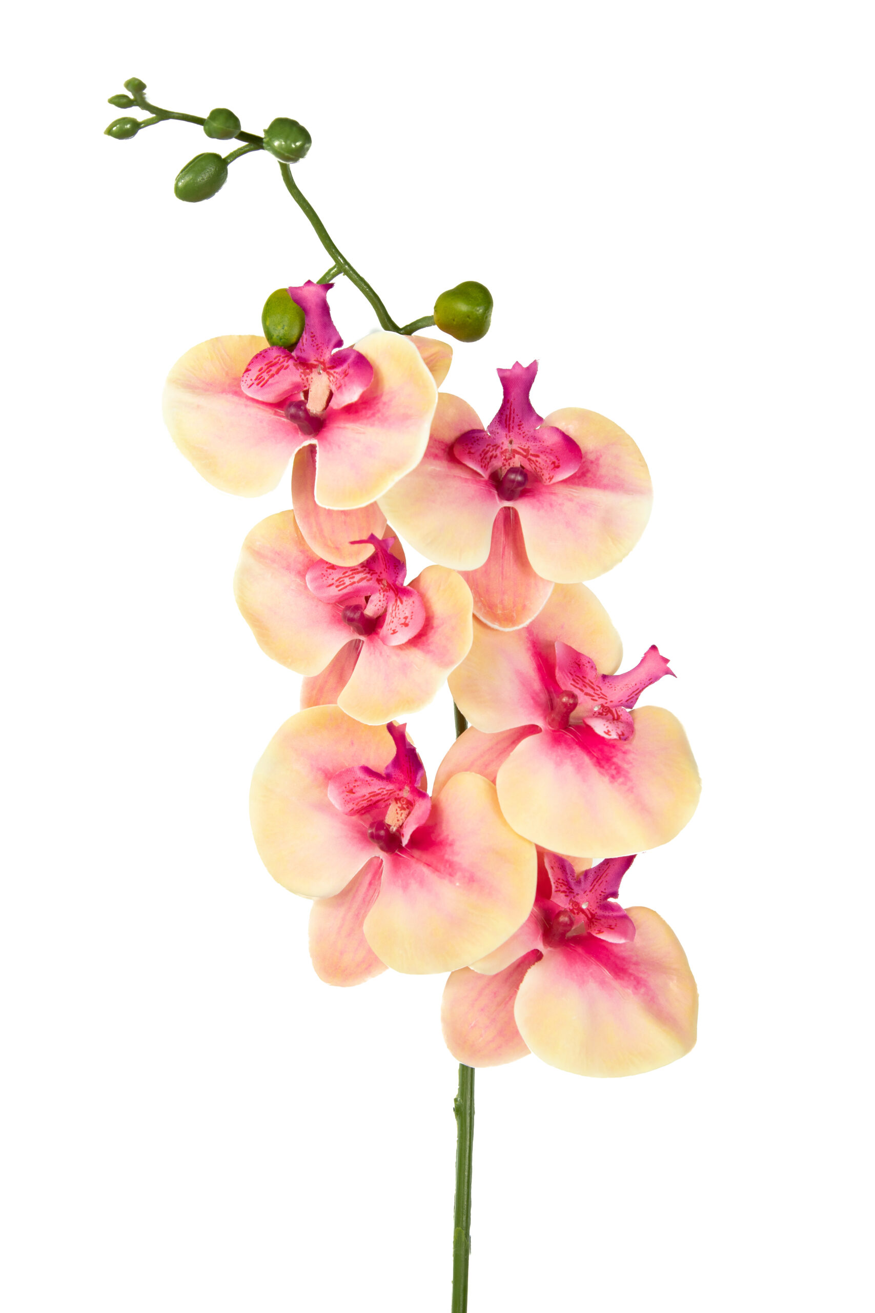 88000015-15.jpg VARA ORQUIDEA (19094) *FUXIA