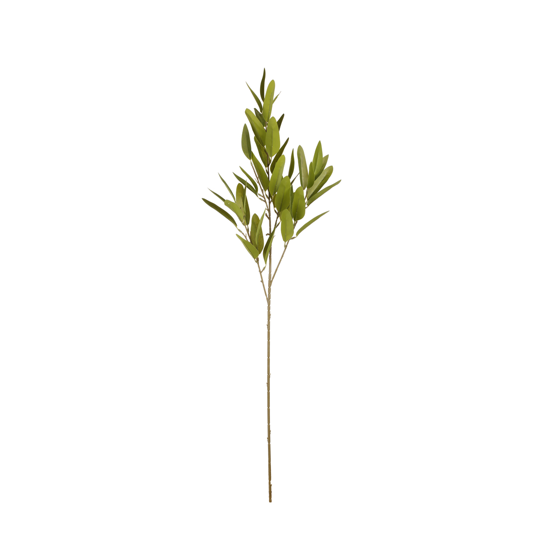 88100127-19.jpg VARA EUCALYPTUS CLADOCALYX