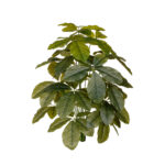 MATA CHEFLERA HOJA GRD 1.00MT