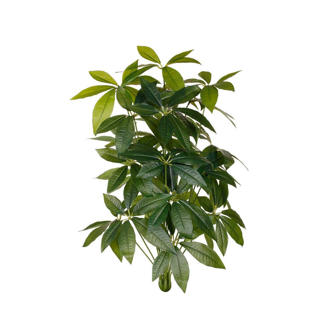 MATA PACHIRA AQUATICA 1.00MT
