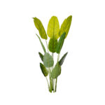 MATA PLATANERA TROPICAL 1.80MT