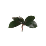 HOJA ORQUIDEA RAIZ *V.OSCURO