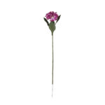ZINNIA