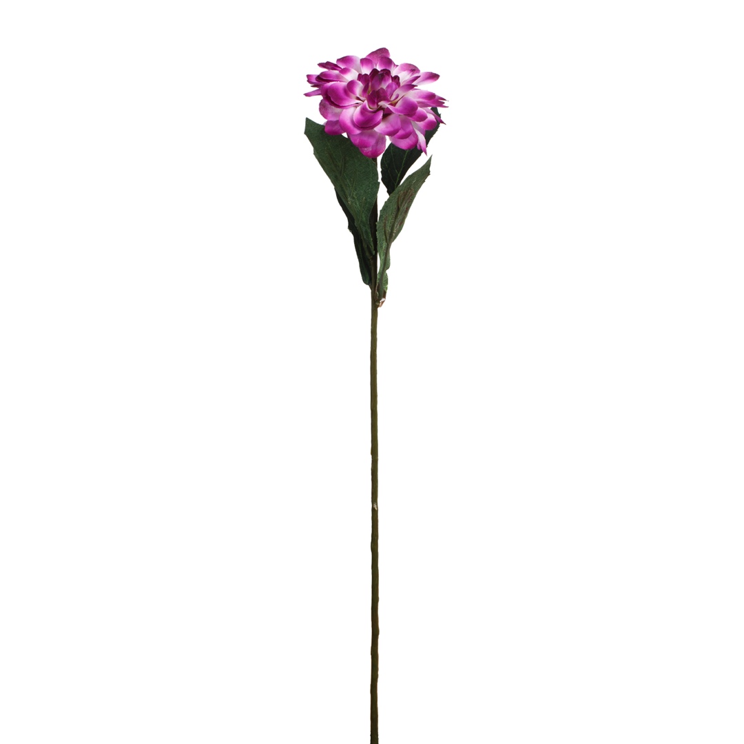99001735.jpg ZINNIA