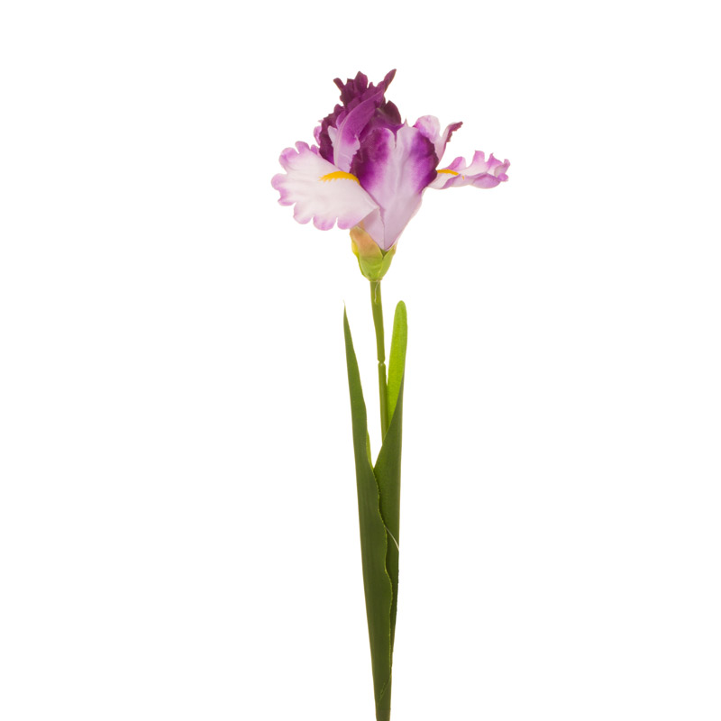99001736.jpg IRIS