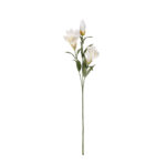 VARA IRIS
