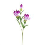 VARA IRIS