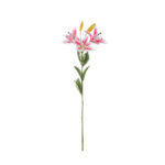 VARA LILY