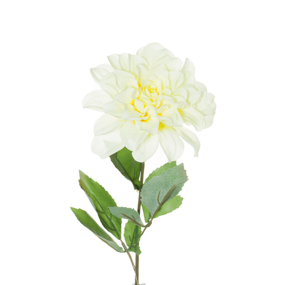 99001848-0.jpg VARA DALIA