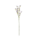 VARA GYPSOPHILA PRIMOLA