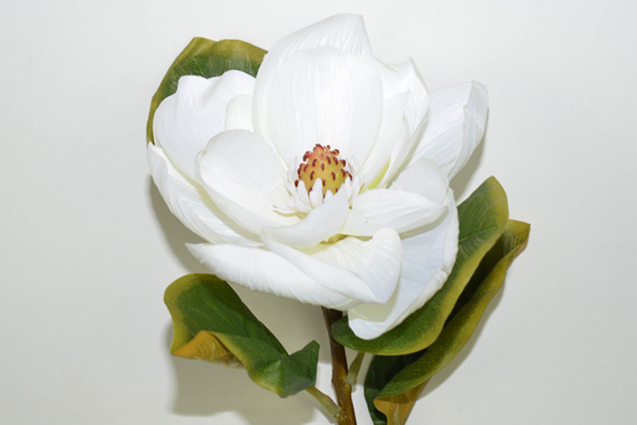 99001885-0.jpg MAGNOLIA GIGANTE* BLANCO