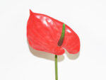 V.ANTHURIUM