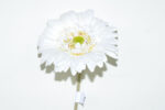 VARA GERBERA 63CM